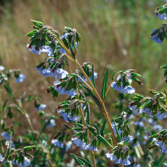 cossack wildflowers