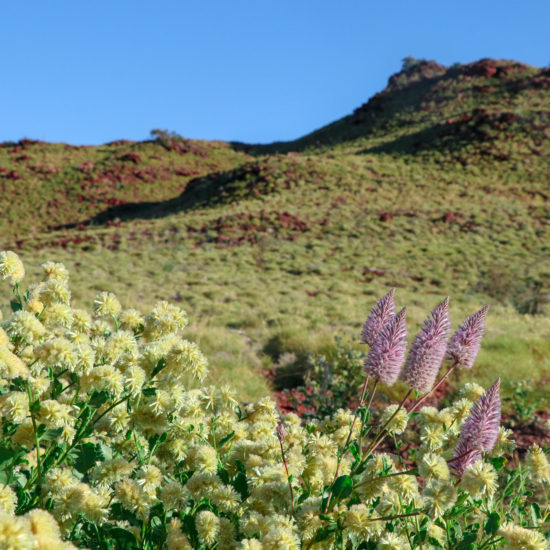 wildflowers of western australia