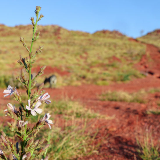 pilbara wildflowers